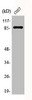 Western Blot analysis of COS7 cells using Phospho-Stat3 (S727) Polyclonal Antibody