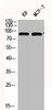 Western Blot analysis of KB MCF7 cells using Phospho-Stat3 (Y705) Polyclonal Antibody