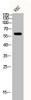 Western Blot analysis of VEC cells using Phospho-Smad2/3 (T8) Polyclonal Antibody