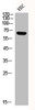 Western Blot analysis of VEC cells using Phospho-Smad2/3 (T8) Polyclonal Antibody