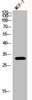 Western Blot analysis of MCF-7 cells using Phospho-RPA p32 (S33) Polyclonal Antibody