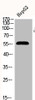 Western Blot analysis of HepG2 cells using Phospho-Akt (T308) Polyclonal Antibody
