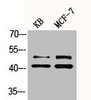 Western Blot analysis of KB MCF7 cells using Phospho-ERK 1/2 (Y222/205) Polyclonal Antibody