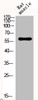Western Blot analysis of RAT-MUSCLE cells using Phospho-Smad2 (S467) Polyclonal Antibody