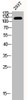 Western Blot analysis of 293T cells using Phospho-FAK (Y407) Polyclonal Antibody