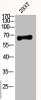 Western Blot analysis of 293T cells using Phospho-p63 (S455) Polyclonal Antibody