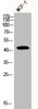 Western Blot analysis of MCF7 cells using Phospho-YAP (S127) Polyclonal Antibody