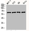 Western Blot analysis of MCF7 PC-3 HELA KB cells using Phospho-YAP (S127) Polyclonal Antibody