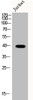 Western Blot analysis of Jurkat cells using Phospho-Smad3 (S208) Polyclonal Antibody