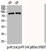 Western Blot analysis of KB cells using Phospho-PI 3-kinase p85α (Y607) Polyclonal Antibody