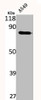 Western Blot analysis of A549 cells using Phospho-PKC δ (S645) Polyclonal Antibody