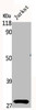 Western Blot analysis of Jurkat cells using Phospho-14-3-3 ζ (S58) Polyclonal Antibody