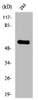 Western Blot analysis of 293 cells using Phospho-TH (S19) Polyclonal Antibody