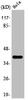 Western Blot analysis of COLO205 cells using 3β-HSD7 Polyclonal Antibody Western Blot analysis of COLO205 cells using 3β-HSD7 Polyclonal Antibody
