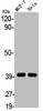 Western Blot analysis of MCF7 HELA cells using 3β-HSD7 Polyclonal Antibody Western Blot analysis of MCF7 HELA cells using 3β-HSD7 Polyclonal Antibody
