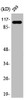 Western Blot analysis of HeLa cells using AASS Polyclonal Antibody