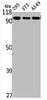 Western Blot analysis of 293 NIH-3T3 A549 cells using AASS Polyclonal Antibody