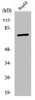 Western Blot analysis of HepG2 cells using ABCD4 Polyclonal Antibody