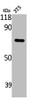 Western Blot analysis of NIH-3T3 cells using ABCF2 Polyclonal Antibody