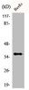 Western Blot analysis of HuvEc cells using ACOT8 Polyclonal Antibody