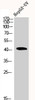 Western Blot analysis of HEPG2-UV cells using Actin α1 Polyclonal Antibody