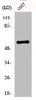 Western Blot analysis of COS7 cells using Akt Polyclonal Antibody