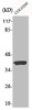 Western Blot analysis of HT29 cells using Aldolase A Polyclonal Antibody