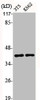Western Blot analysis of NIH-3T3 K562 cells using Aldolase A Polyclonal Antibody