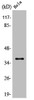 Western Blot analysis of HeLa cells using Annexin I Polyclonal Antibody