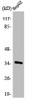 Western Blot analysis of HepG2 cells using Annexin III Polyclonal Antibody