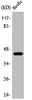 Western Blot analysis of HuvEc cells using AP-1/Jun D Polyclonal Antibody