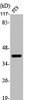 Western Blot analysis of NIH-3T3 cells using AP-1/Jun D Polyclonal Antibody