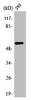 Western Blot analysis of HuvEc cells using API5 Polyclonal Antibody