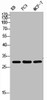 Western Blot analysis of KB PC-3 MCF7 cells using ApoF Polyclonal Antibody
