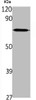 Western Blot analysis of various cells using ARALAR Polyclonal Antibody