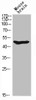 Western Blot analysis of MOUSE-BRAIN cells using ARMCX1 Polyclonal Antibody