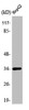 Western Blot analysis of HeLa cells using ATF-1 Polyclonal Antibody