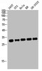 Western blot analysis of 293T 3T3 HELA KB SH-SY5Y lysis using ATF-1 antibody.
