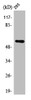 Western Blot analysis of RAW264.7 cells using ATP5A Polyclonal Antibody