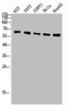 Western Blot analysis of 823 293T 22RV1 Hela HepG2 cells using ATP5A Polyclonal Antibody
