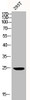 Western Blot analysis of 293T cells using BAP31 Polyclonal Antibody