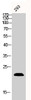 Western Blot analysis of 293 cells using Bax Polyclonal Antibody