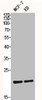 Western Blot analysis of MCF7 KB cells using Bax Polyclonal Antibody