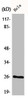 Western Blot analysis of COS7 cells using BCAS2 Polyclonal Antibody