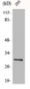 Western Blot analysis of 293 cells using Bcl-x Polyclonal Antibody