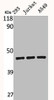 Western Blot analysis of 293 Jurkat A549 cells using BMP-8A Polyclonal Antibody