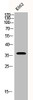 Western Blot analysis of K562 cells using BNIP-2 Polyclonal Antibody