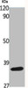 Western Blot analysis of various cells using BNIP-2 Polyclonal Antibody