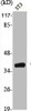 Western Blot analysis of NIH-3T3 cells using Casein Kinase Iα Polyclonal Antibody