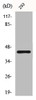 Western Blot analysis of 293 cells using Caspase-9 Polyclonal Antibody